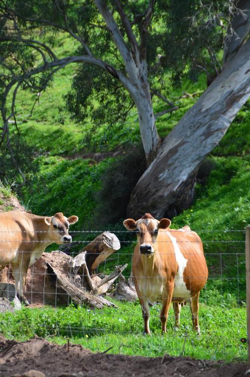 Dairyman'S Cottage Lyndoch Bagian luar foto