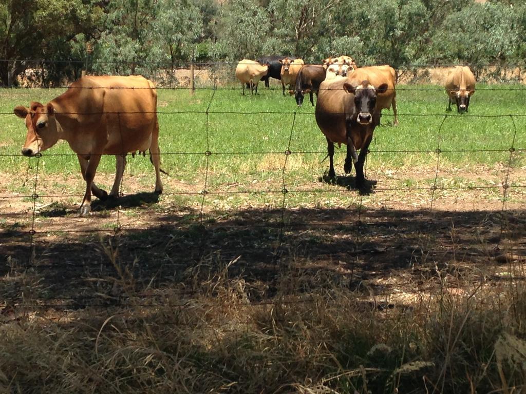 Dairyman'S Cottage Lyndoch Bagian luar foto