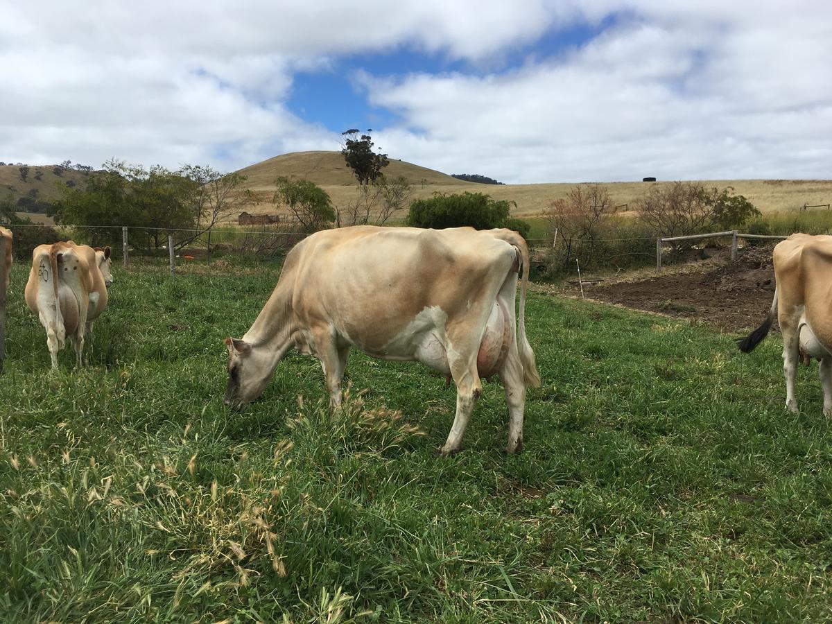 Dairyman'S Cottage Lyndoch Bagian luar foto